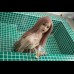 FanReal - 158cm Qian Pink Hair (Dress)